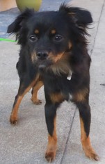 Tibetan Spaniel Dogs for adoption in Seattle, WA, USA