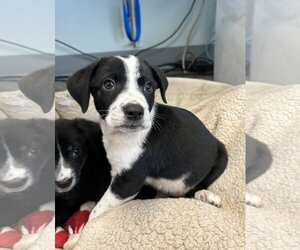 Bearded Collie-Unknown Mix Dogs for adoption in Plainfield, IL, USA