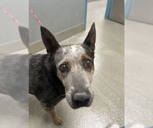 Australian Cattle Dog-Unknown Mix Dogs for adoption in Las Vegas, NV, USA