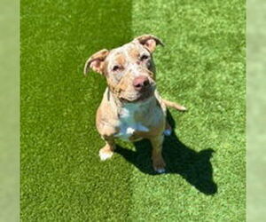 American Bulldog Dogs for adoption in Salinas, CA, USA