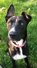 Border Collie-Unknown Mix Dogs for adoption in Clarkston, MI, USA