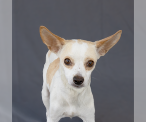 Chihuahua-Unknown Mix Dogs for adoption in Pasadena, CA, USA