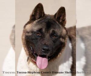 Akita-Unknown Mix Dogs for adoption in Toccoa, GA, USA