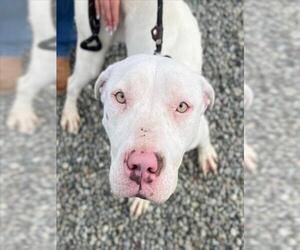 Medium Photo #2 Mutt Puppy For Sale in Woodland, CA, USA