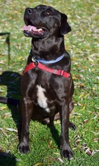 Labrador Retriever Dogs for adoption in Penngrove, CA, USA