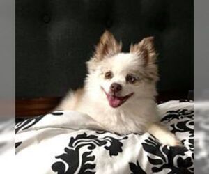 Pomeranian Dogs for adoption in Glen Haven, WI, USA
