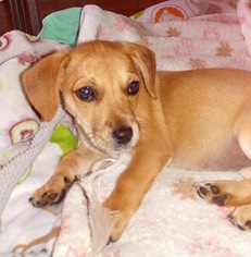 Chiweenie Dogs for adoption in Arlington, WA, USA