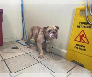 Bulldog Dogs for adoption in Pasadena, CA, USA