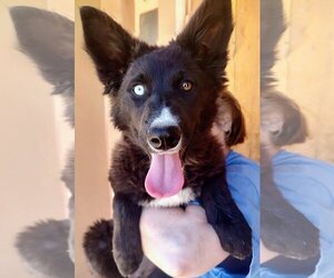 Border Collie-Huskies  Mix Dogs for adoption in Pena Blanca, NM, USA