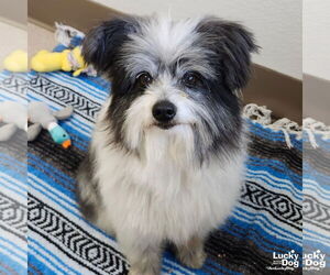 Maltese-Unknown Mix Dogs for adoption in Washington, DC, USA