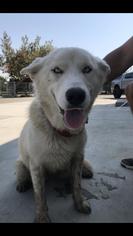 Medium Photo #1 Siberian Husky Puppy For Sale in Fresno, CA, USA