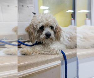 Havanese Dogs for adoption in Forestville, MD, USA