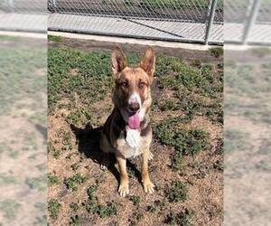 Collie-German Shepherd Dog Mix Dogs for adoption in Modesto, CA, USA