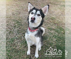 Siberian Husky-Unknown Mix Dogs for adoption in Irvine, CA, USA