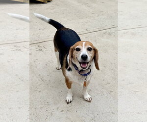 Medium Photo #1 Beagle Puppy For Sale in Arlington, VA, USA