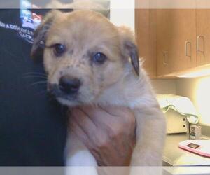 Ausky Dogs for adoption in Sacramento, CA, USA
