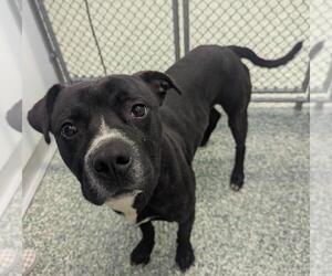 American Pit Bull Terrier-Unknown Mix Dogs for adoption in Salisbury, NC, USA