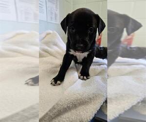 Labrador Retriever-Unknown Mix Dogs for adoption in Corpus Christi, TX, USA