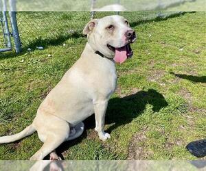 American Pit Bull Terrier Dogs for adoption in McKinleyville, CA, USA