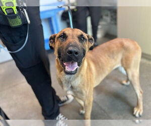 Mutt Dogs for adoption in Tavares, FL, USA