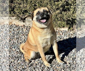 Puggle Dogs for adoption in Albuquerque, NM, USA