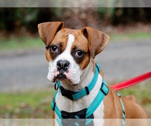 Boxer Dogs for adoption in Ellijay, GA, USA