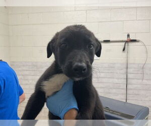 German Shepherd Dog-Siberian Husky Mix Dogs for adoption in San Bernardino, CA, USA