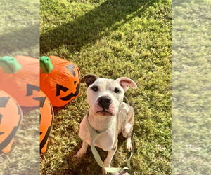 American Pit Bull Terrier Dogs for adoption in Glen Allen, VA, USA