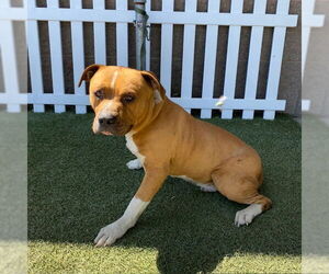 American Pit Bull Terrier Dogs for adoption in Modesto, CA, USA