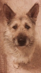 Irish Wolfhound-Unknown Mix Dogs for adoption in Orange, CA, USA