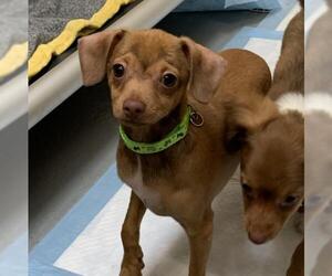 Dachshund Dogs for adoption in Washougal, WA, USA
