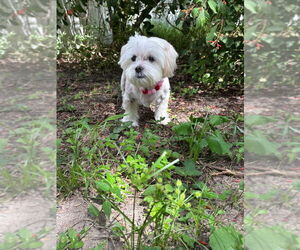 Maltese Dogs for adoption in oakland, FL, USA