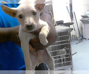 Labrador Retriever-Unknown Mix Dogs for adoption in Fayetteville, NC, USA