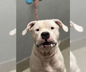 Dogo Argentino-Unknown Mix Dogs for adoption in Las Vegas, NV, USA