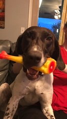 Small German Shorthaired Pointer