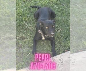 Mutt Dogs for adoption in San Antonio, TX, USA