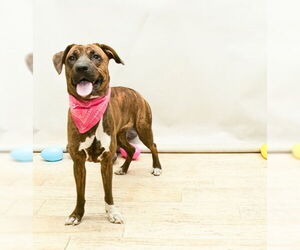 Boxer-Unknown Mix Dogs for adoption in Sanford, FL, USA