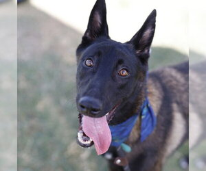 Mutt Dogs for adoption in San Antonio, TX, USA