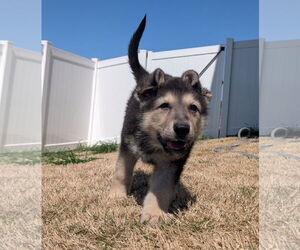 Mutt Dogs for adoption in Holly Springs, NC, USA