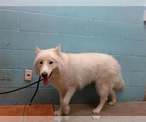 Siberian Husky-Unknown Mix Dogs for adoption in Downey, CA, USA