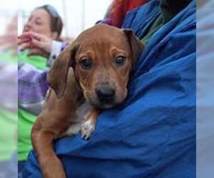 Catahoula Leopard Dog-Doberman Pinscher Mix Dogs for adoption in Chantilly, VA, USA