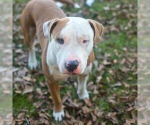 American Bulldog-Unknown Mix Dogs for adoption in Gainesville, FL, USA