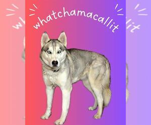 Siberian Husky Dogs for adoption in West Valley, UT, USA