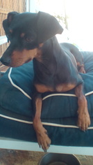 Miniature Pinscher Dogs for adoption in Apple Valley, CA, USA