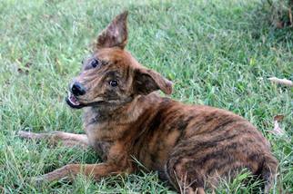 Plott Hound Dogs for adoption in Millersville, MD, USA
