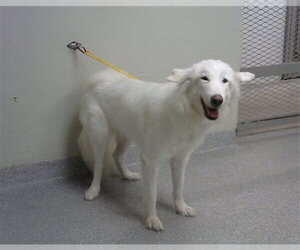 Alaskan Malamute-Unknown Mix Dogs for adoption in Pasadena, TX, USA