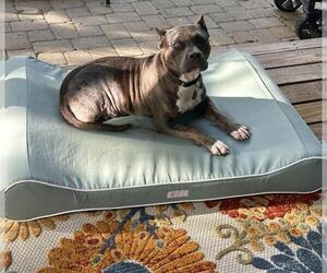 American Pit Bull Terrier Dogs for adoption in Louisville, KY, USA