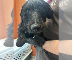 Dachshund-Unknown Mix Dogs for adoption in Pueblo, CO, USA
