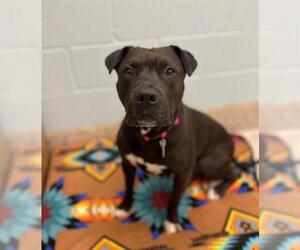 American Pit Bull Terrier Dogs for adoption in Brighton, CO, USA
