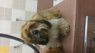 Cocker Spaniel Dogs for adoption in Woodland, CA, USA